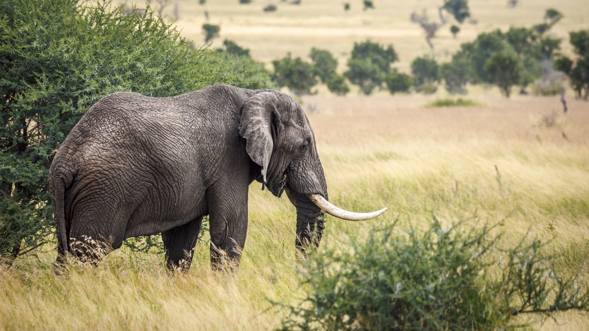 A bull elephant standing in tall grass