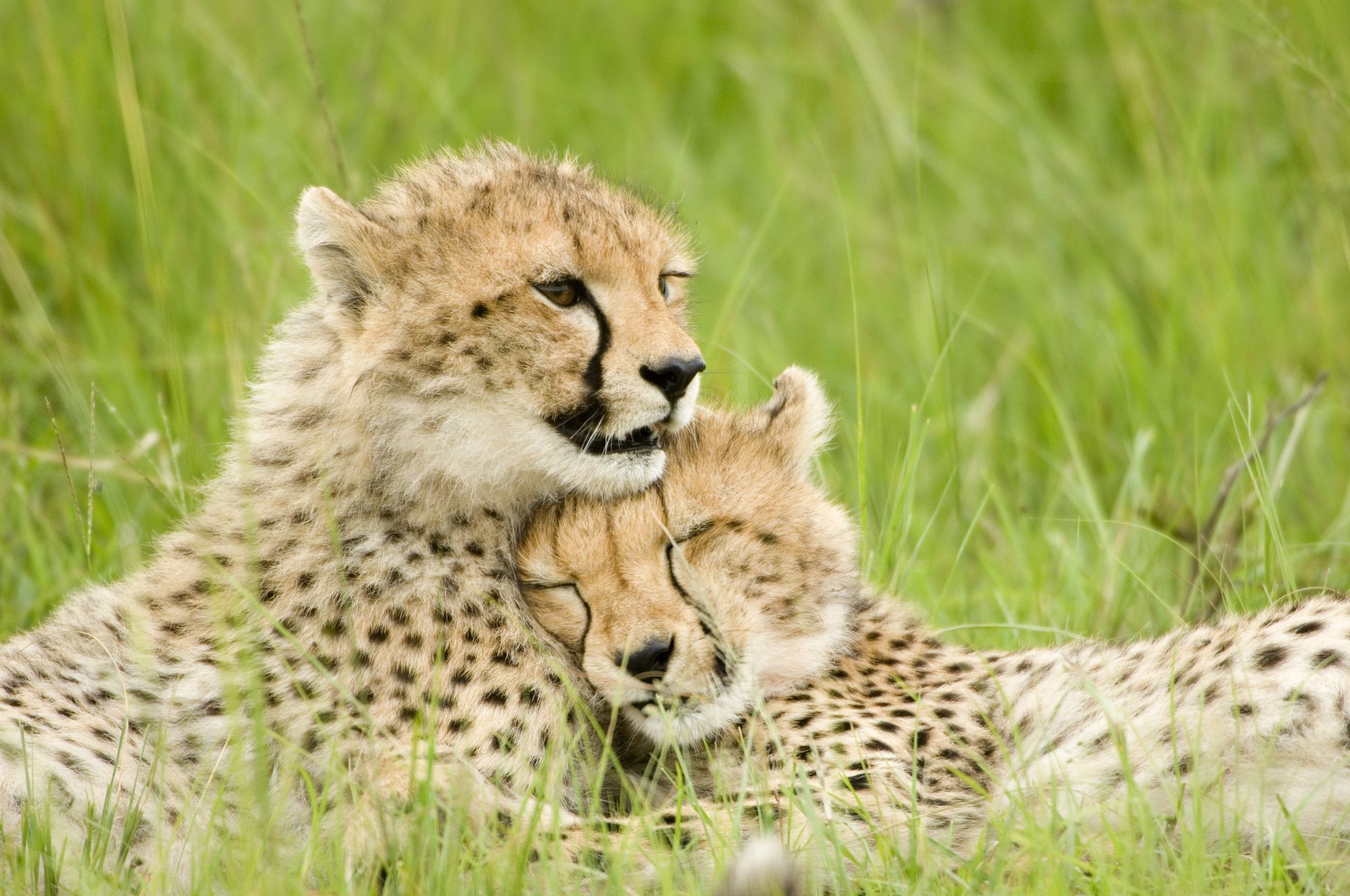 A cheetah and her cub pressed together