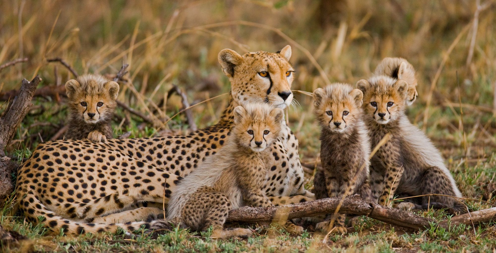 A cheetah with her cubs in open grass