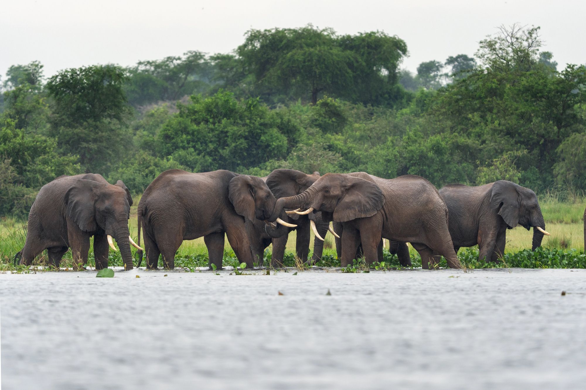 An elephant herd at the edge of a lake