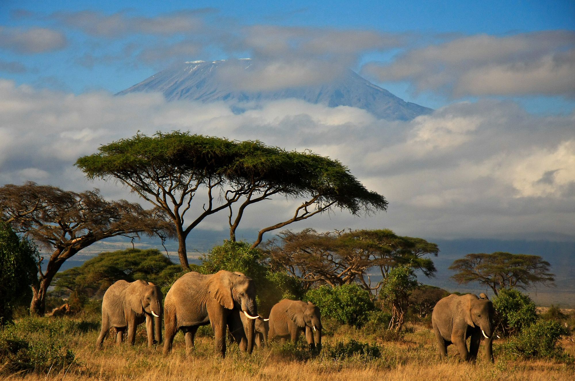 Elephants beneath an acacia with Kilimanjaro in the distance