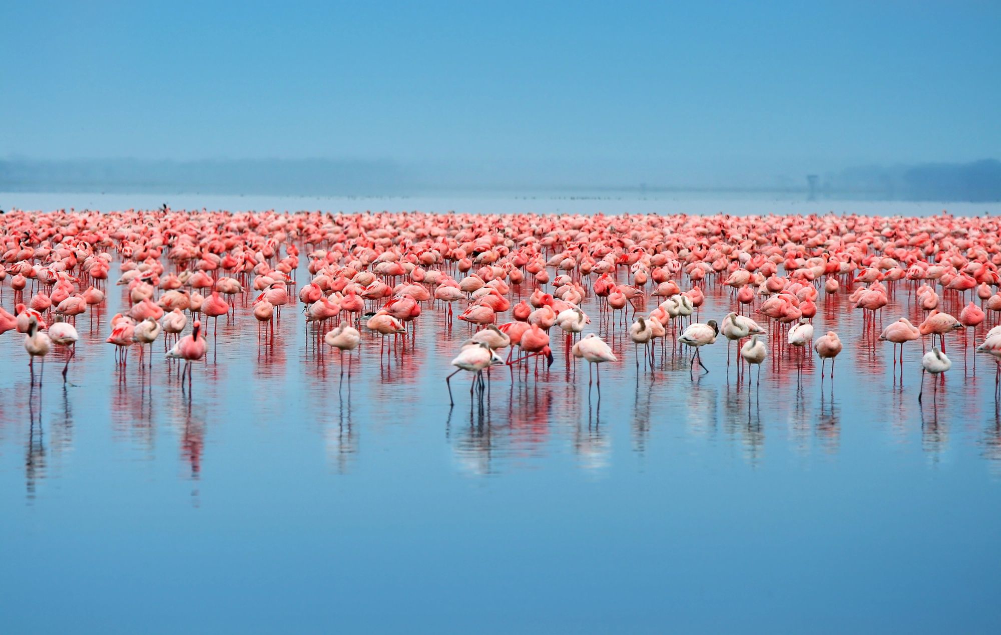 A flock of flamingos on a shallow lake