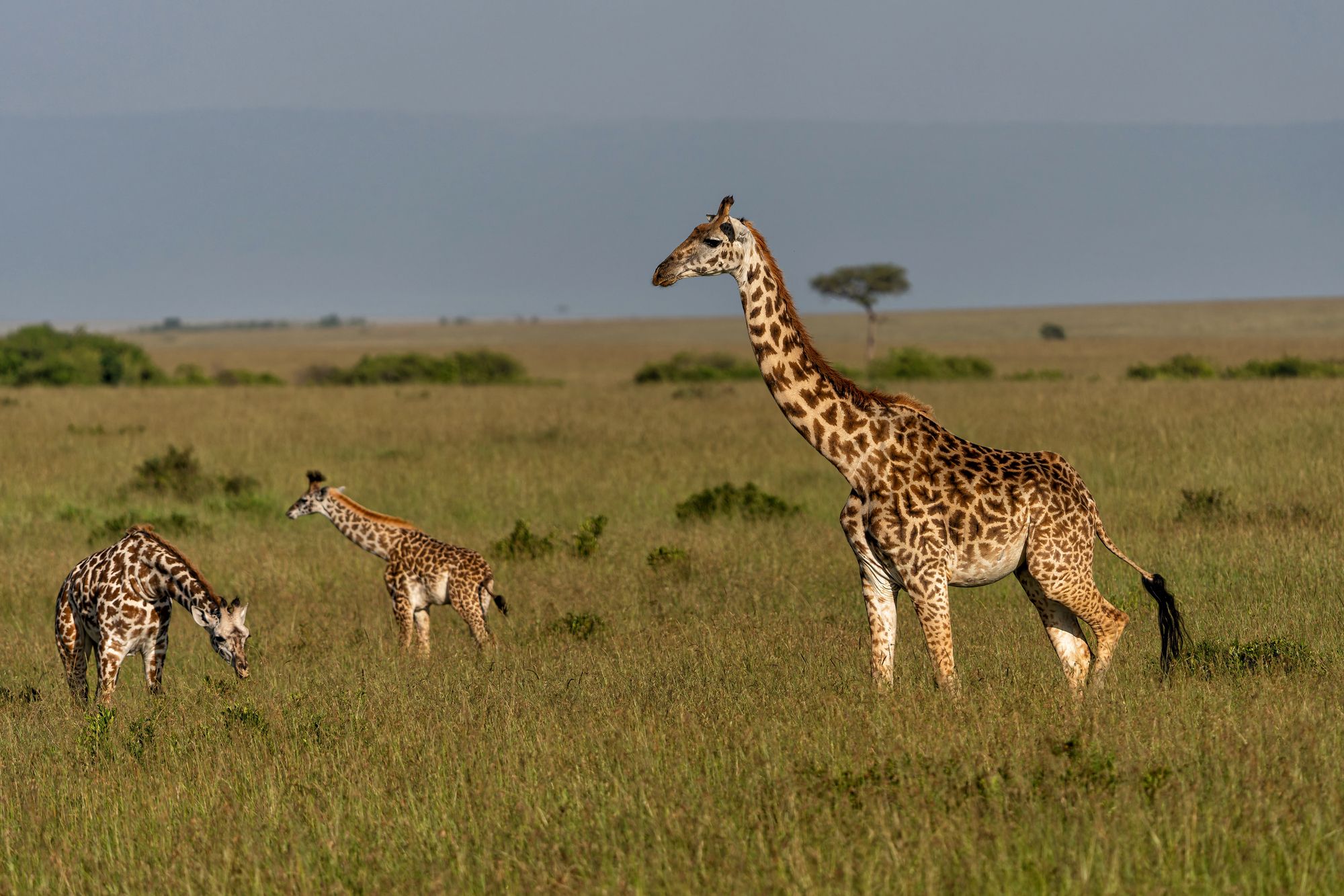 A giraffe with two calves