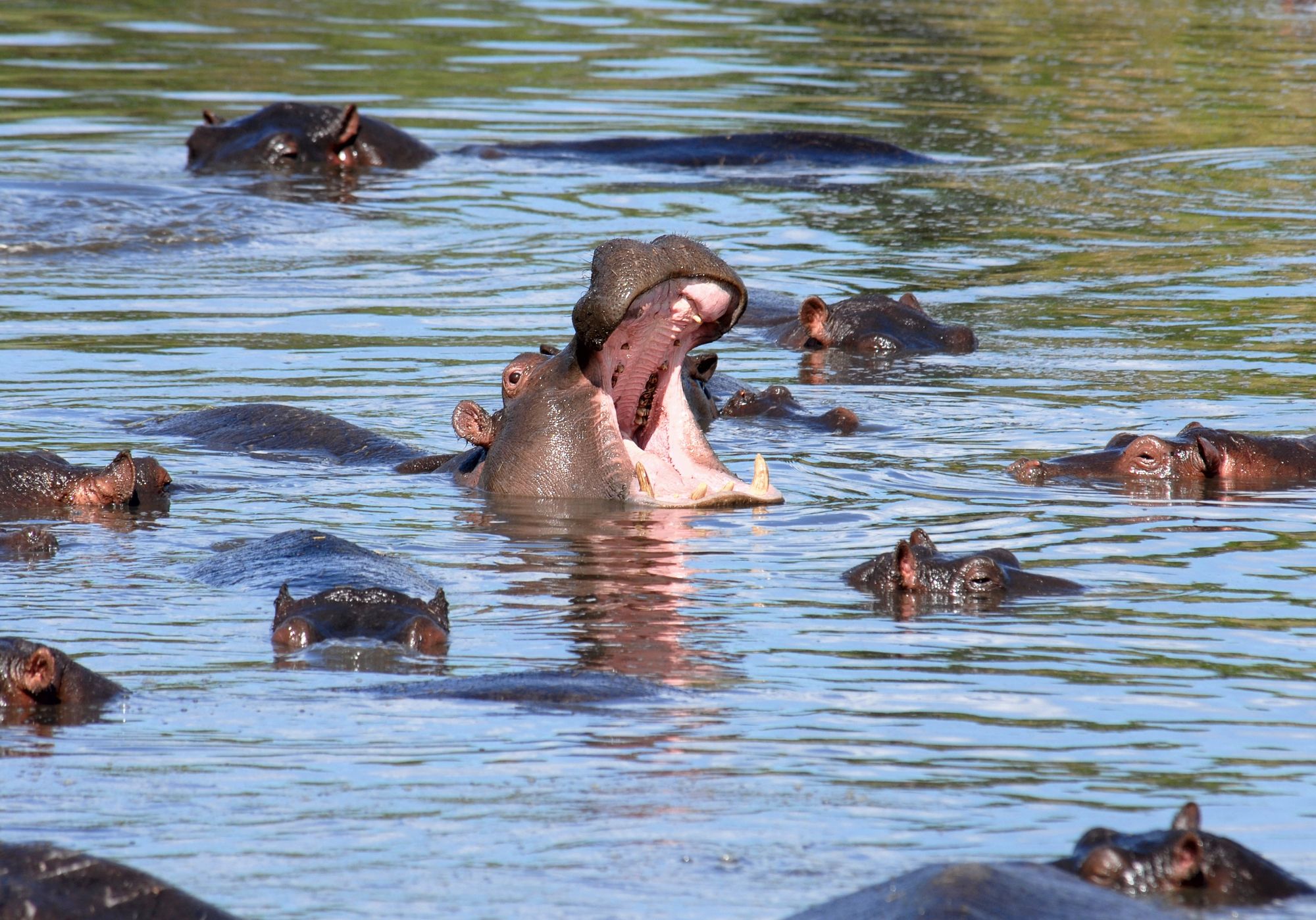 A hippo yawning among a pod in the water