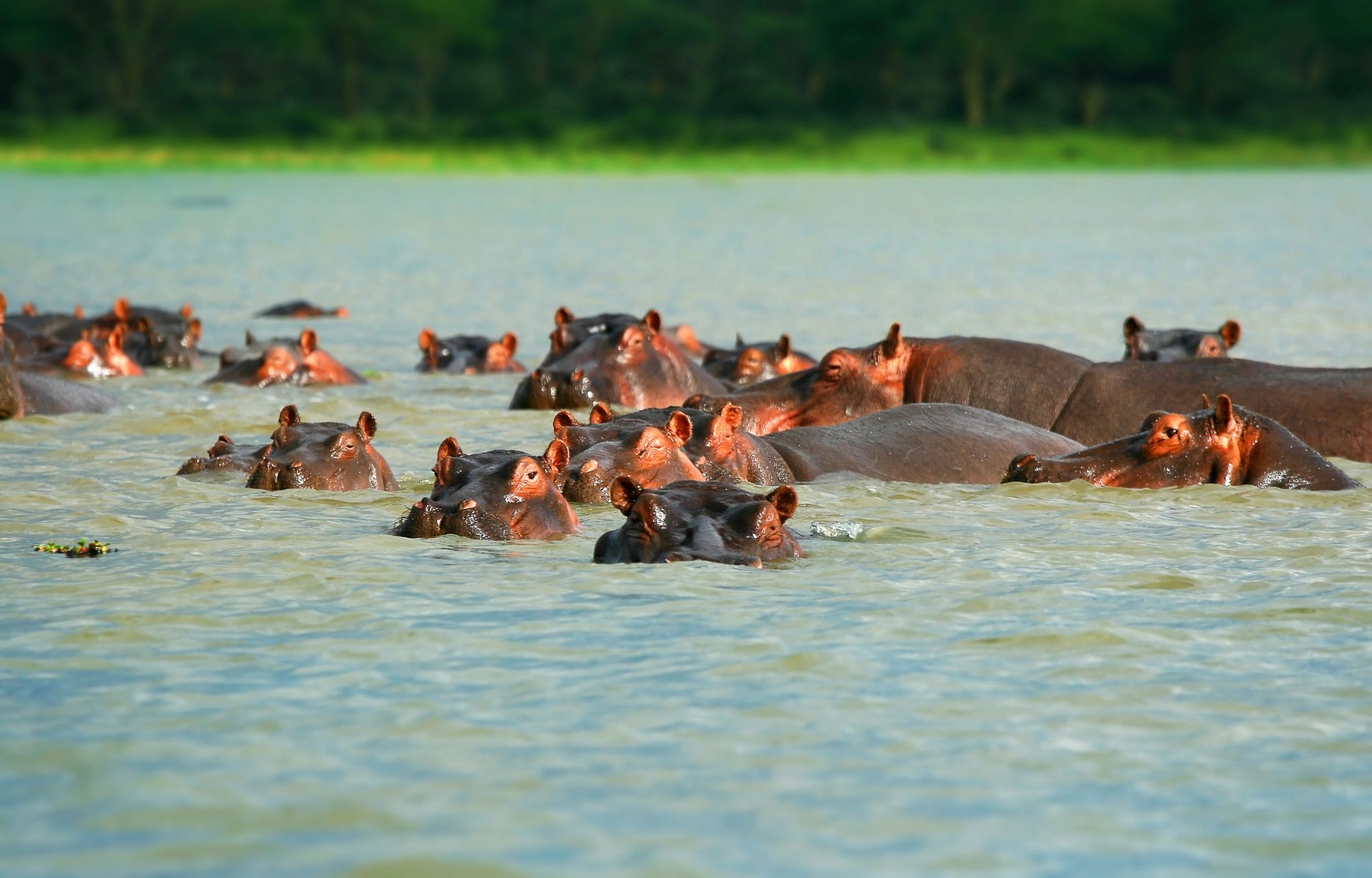 Hippos resting in a lake