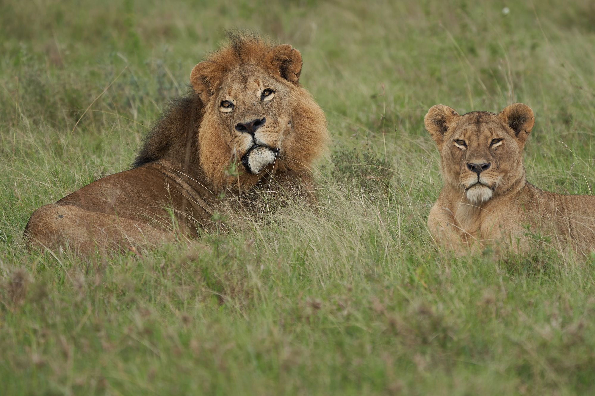 A lion and lioness resting together