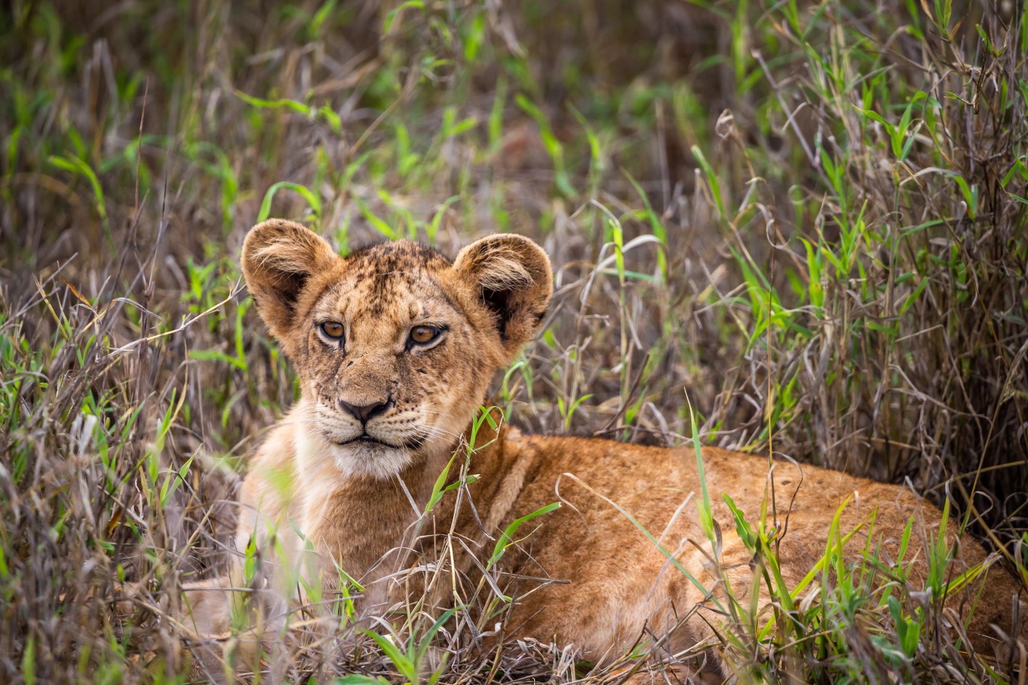 A lion cub sitting in long grass