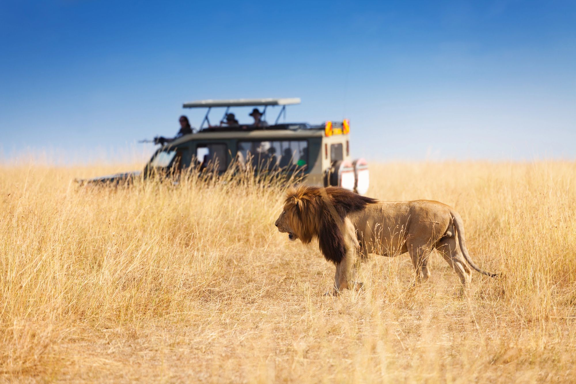 A lion in golden grass beside a safari vehicle