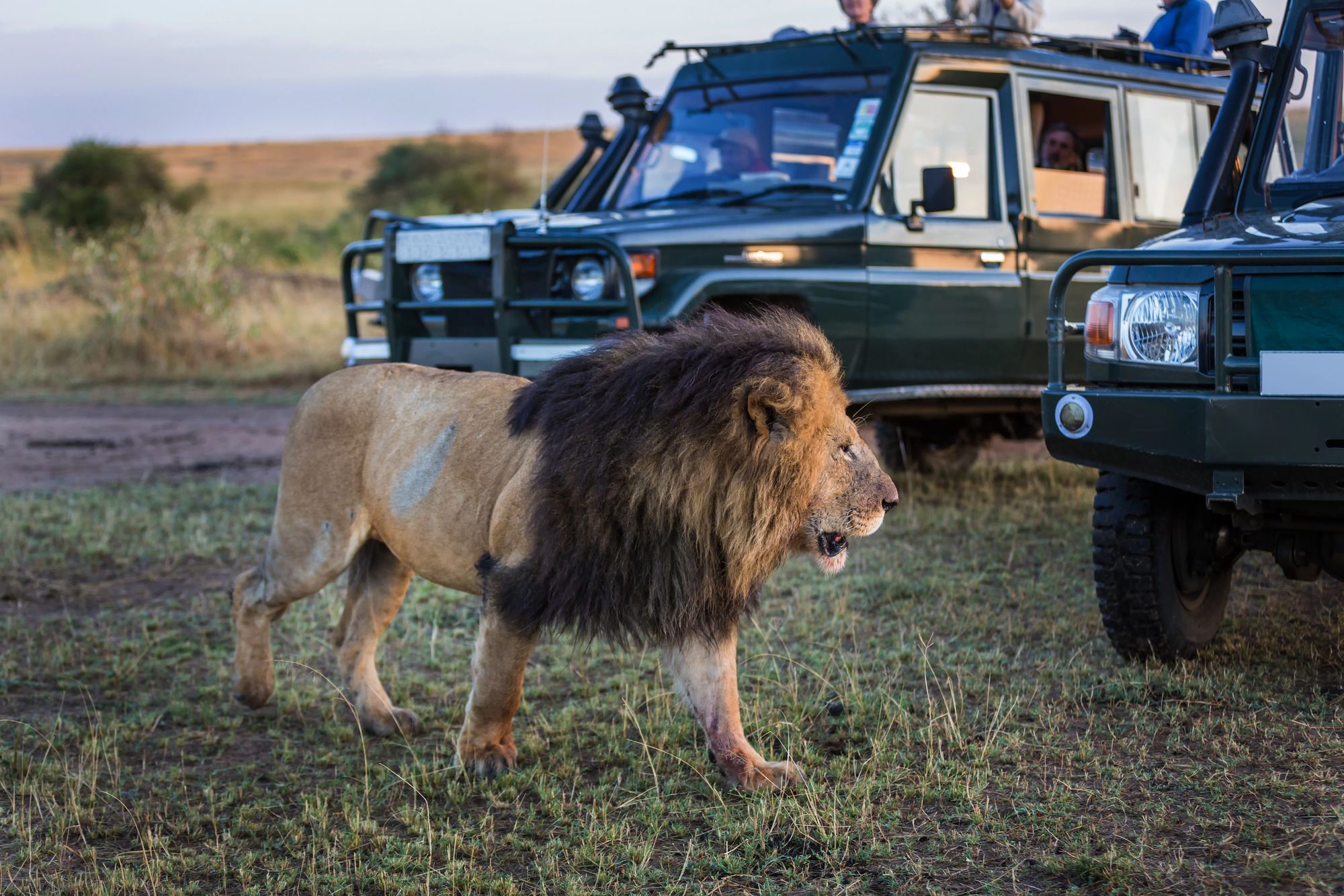 A lion walking past parked safari vehicles