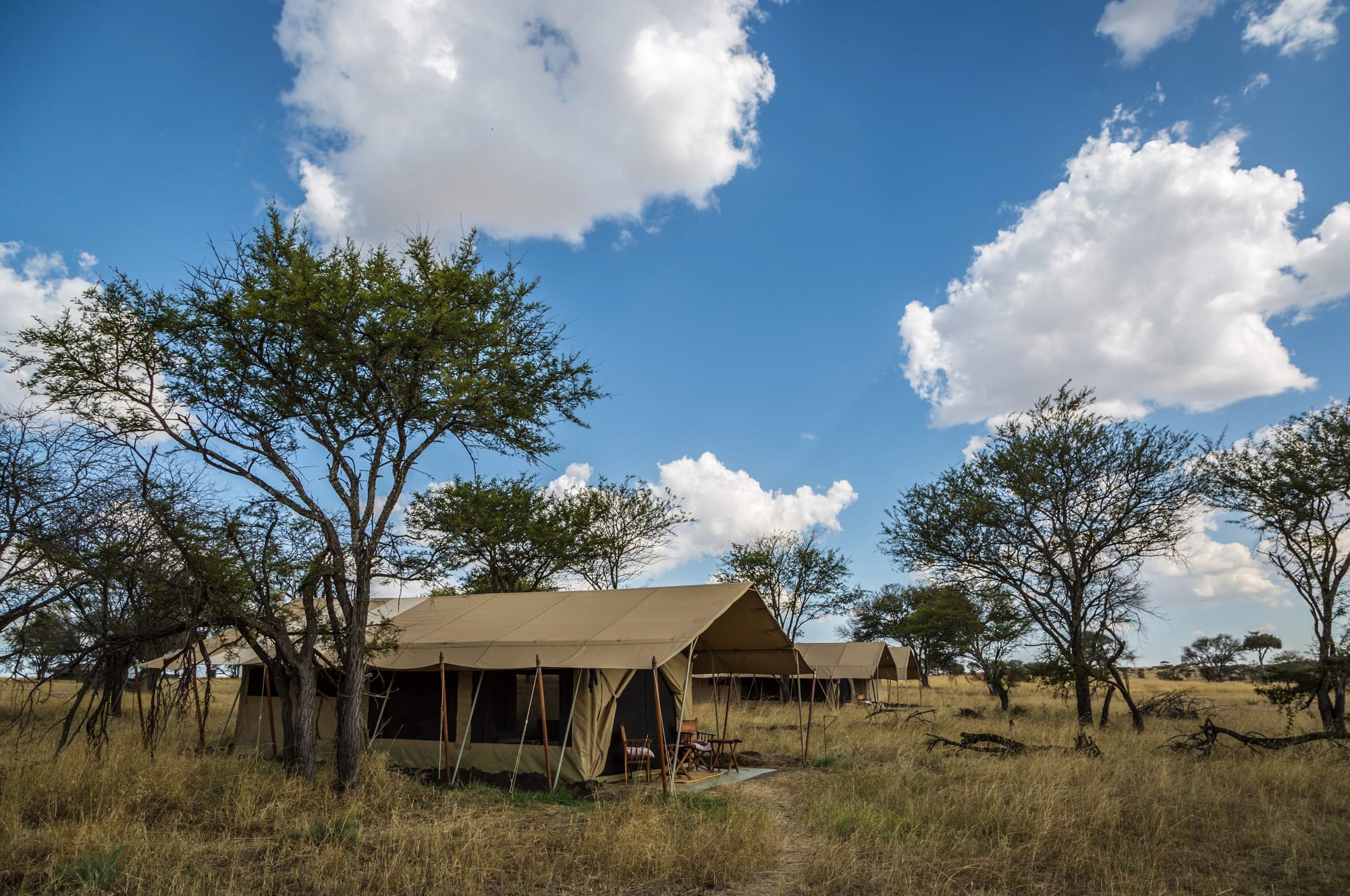 A safari tent with an open canvas veranda, pitched among acacias in long grass