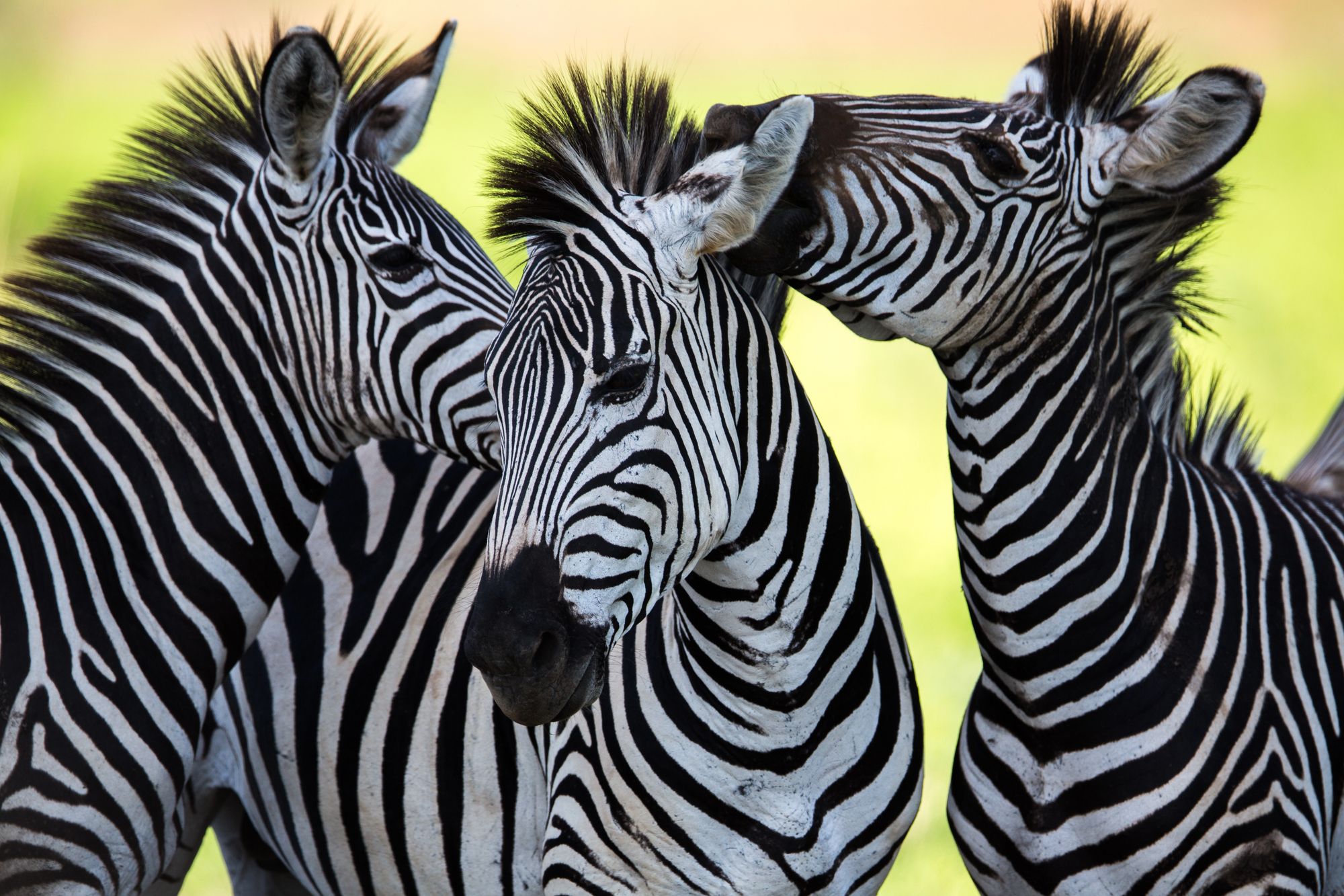 Three zebras close up