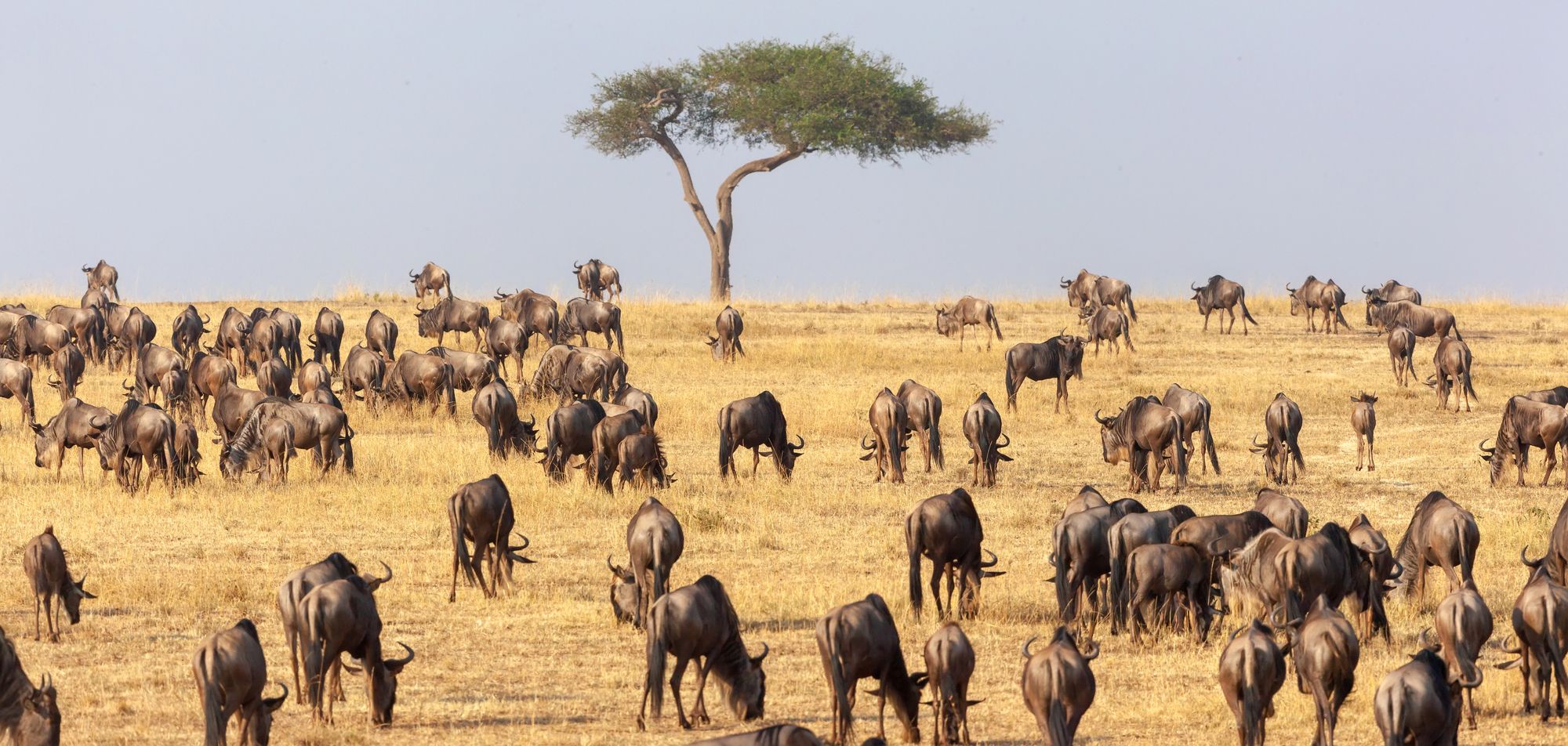 A wildebeest herd spread out beneath an acacia