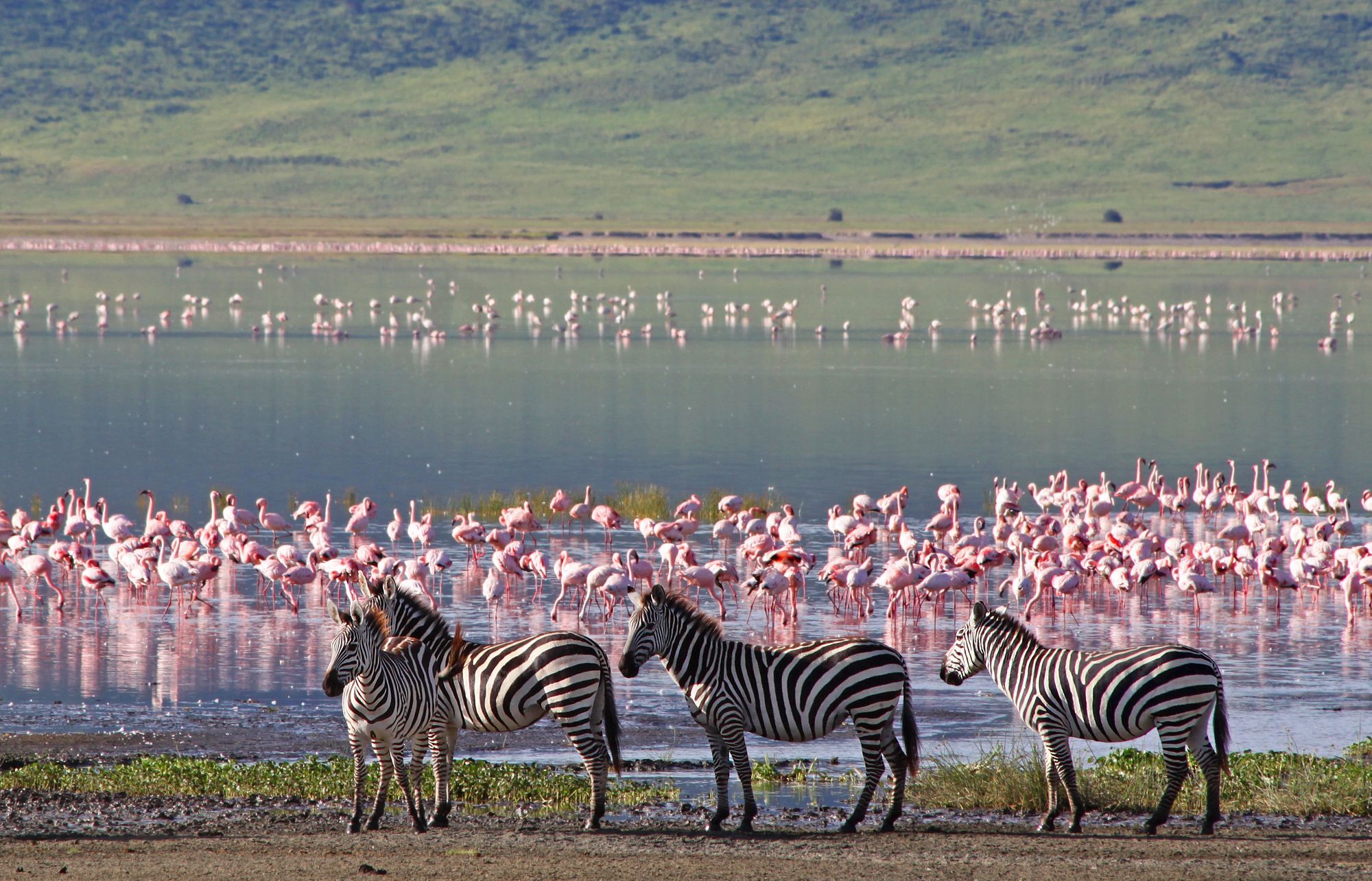 Zebras and flamingos together on a lakeshore